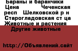 Бараны и баранчики! › Цена ­ 4 500 - Чеченская респ., Шелковской р-н, Старогладовская ст-ца Животные и растения » Другие животные   
